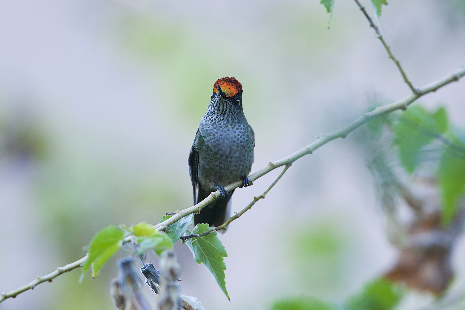 chile-birds